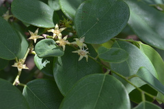Cleistanthus collinus